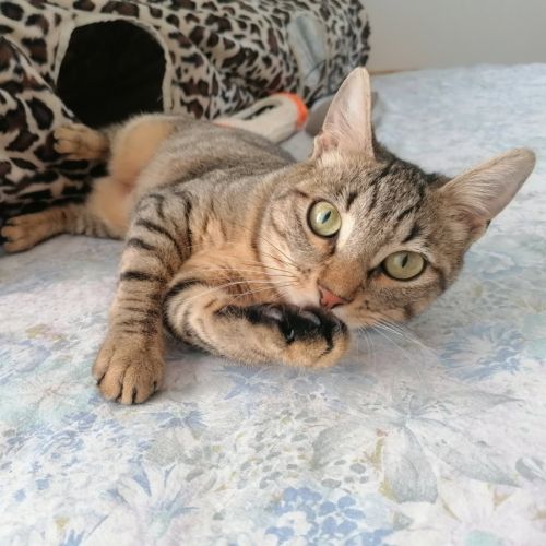 Lune, adorable chaton à l'adoption