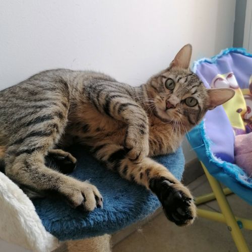 Lune, adorable chaton à l'adoption #2