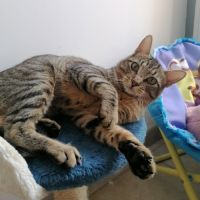 Lune, adorable chaton à l'adoption #2