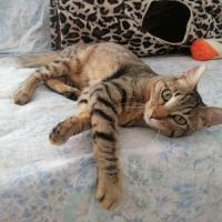 Lune, adorable chaton à l'adoption #3