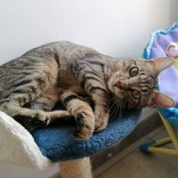 Lune, adorable chaton à l'adoption #4