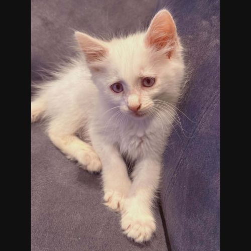 Neige, adorable chaton à l'adoption