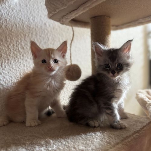 Chatons maine coon loof #5