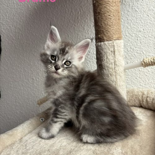 Chatons maine coon loof #7