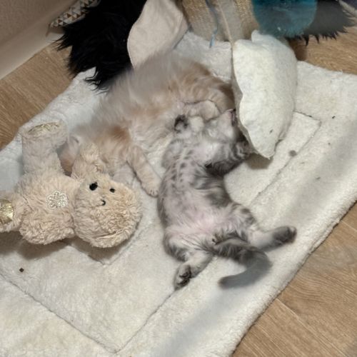 Chatons maine coon loof #8