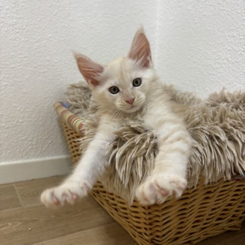 Chatons mâle maine coon loof