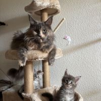 Chatons maine coon loof #1