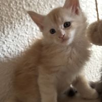 Chatons maine coon loof #2