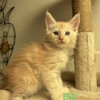 Chatons maine coon loof #0