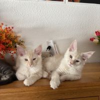 Chatons mâle maine coon loof #3