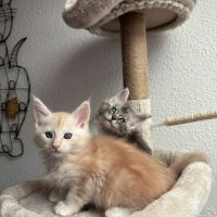 Chatons maine coon loof #4