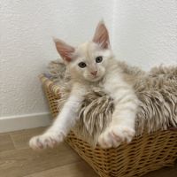 Chatons mâle maine coon loof