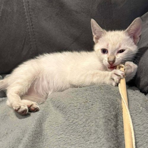 Chipie, adorable chaton à l'adoption