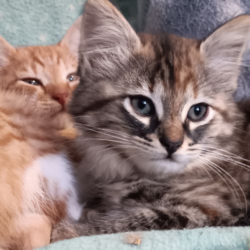 Sonia-chatonne de 8 semaines à adopter #5