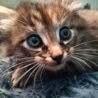 Sonia-chatonne de 8 semaines à adopter #1