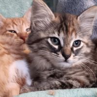 Sonia-chatonne de 8 semaines à adopter #5