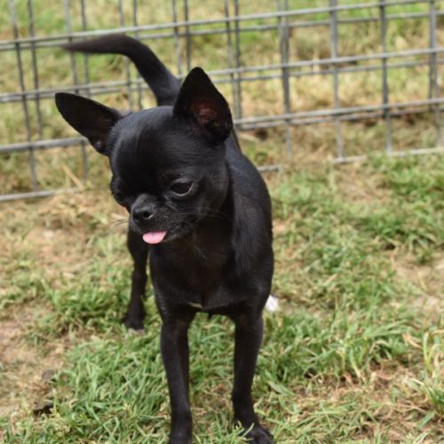 Jeune mâle chihuahua lof (disponible de suite) #1