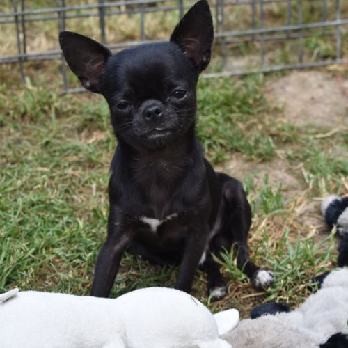 Jeune mâle chihuahua lof (disponible de suite) #2