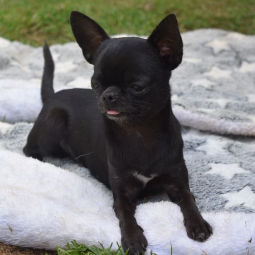 Jeune mâle chihuahua lof (disponible de suite) #5