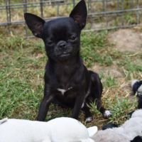 Jeune mâle chihuahua lof (disponible de suite) #2