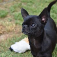 Jeune mâle chihuahua lof (disponible de suite) #3