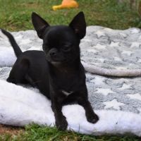 Jeune mâle chihuahua lof (disponible de suite)