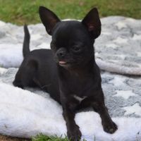 Jeune mâle chihuahua lof (disponible de suite) #5
