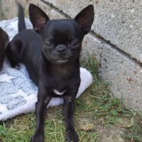 Jeune mâle chihuahua lof (disponible de suite) #6