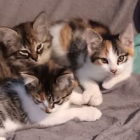 Anouchka-chatonne de 8 semaines à adopter #4