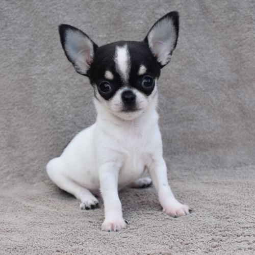 A réserver chiots chihuahua lof #1
