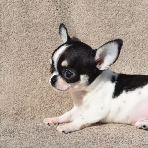A réserver chiots chihuahua lof #0