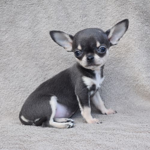 A réserver chiots chihuahua lof #7