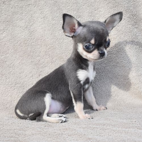 A réserver chiots chihuahua lof #8