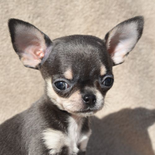 A réserver chiots chihuahua lof #9