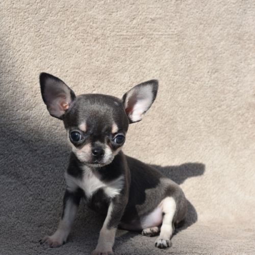 A réserver chiots chihuahua lof #10