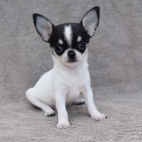 A réserver chiots chihuahua lof #1