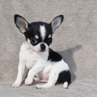 A réserver chiots chihuahua lof #2