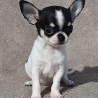 A réserver chiots chihuahua lof #3