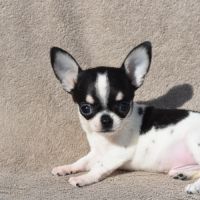 A réserver chiots chihuahua lof #4