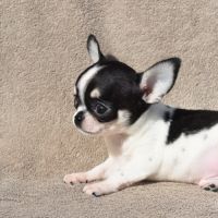 A réserver chiots chihuahua lof
