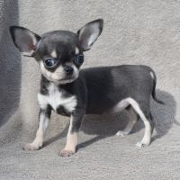 A réserver chiots chihuahua lof #6