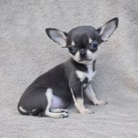 A réserver chiots chihuahua lof #7