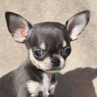 A réserver chiots chihuahua lof #9