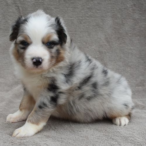 Chiots berger australien lof #1