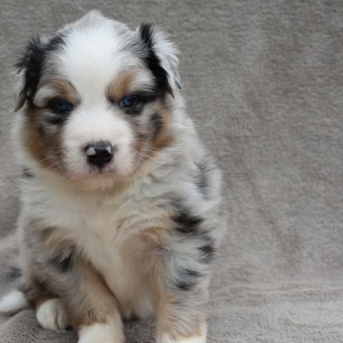 Chiots berger australien lof #2