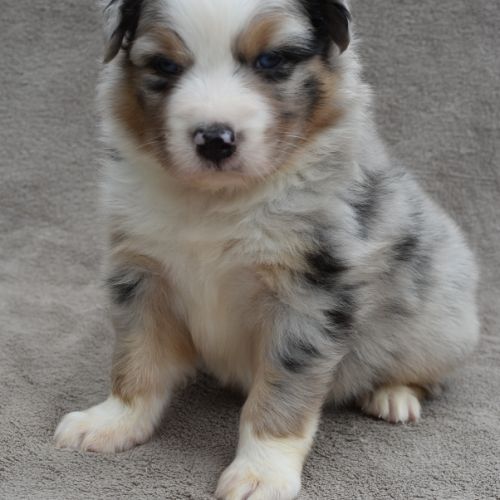 Chiots berger australien lof #3