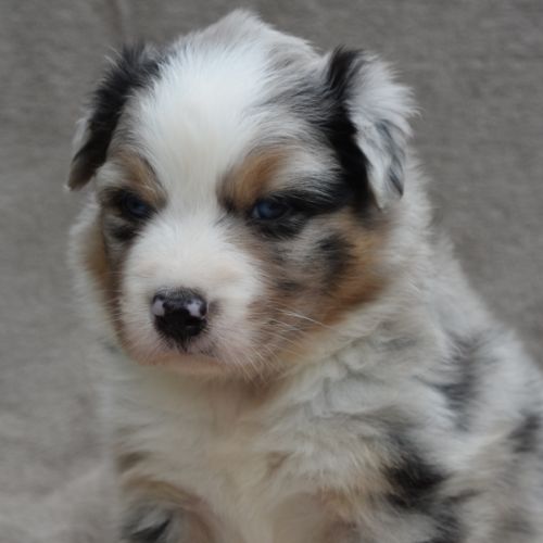 Chiots berger australien lof #4