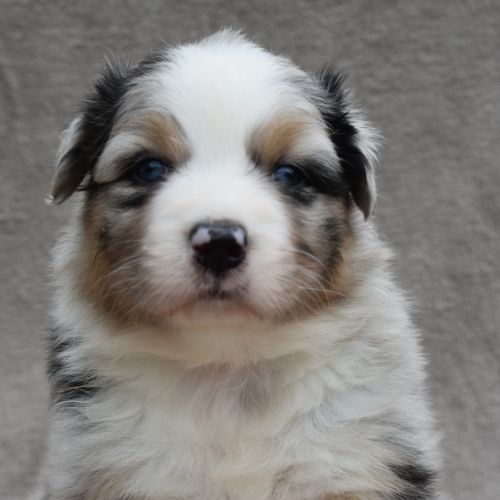 Chiots berger australien lof #5