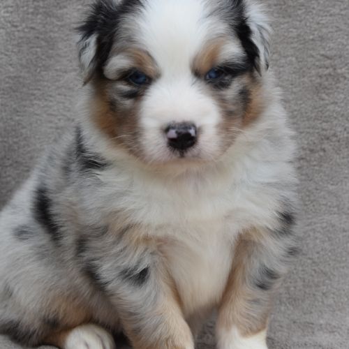 Chiots berger australien lof #6