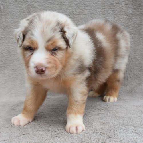 Chiots berger australien lof #7